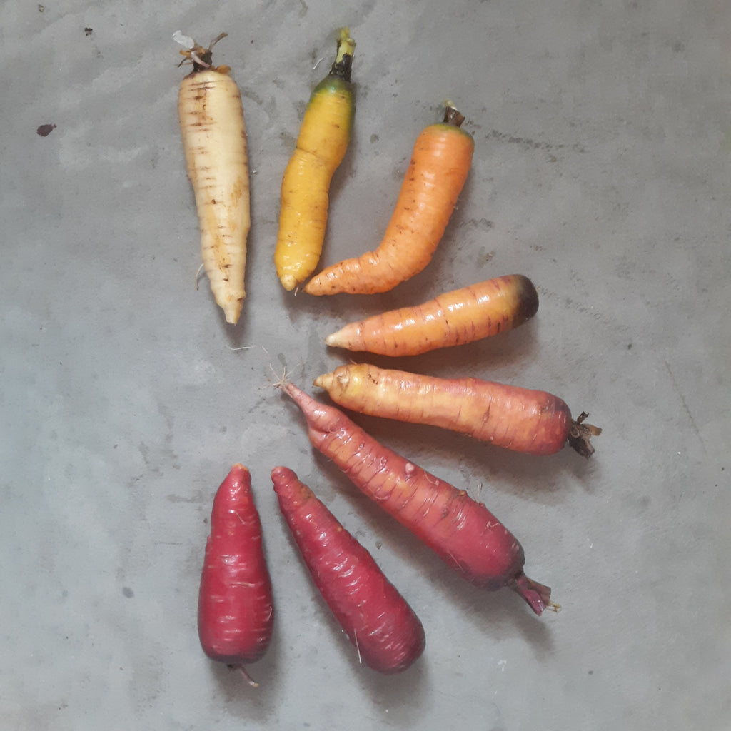 Over The Rainbow' Carrot Mix (Minnesota Over-Wintered