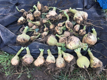 'Rutabangin' Rutabaga Grex