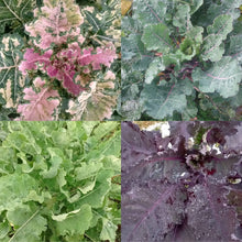 'Homesteader's Kaleidoscopic Perennial' Kale Grex