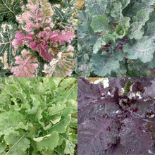 'Homesteader's Kaleidoscopic Perennial' Kale Grex