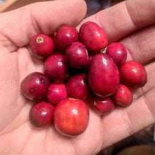 Pine Barrens Cranberry