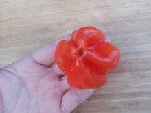 'Pumpkin Bonnet Red' Hot Pepper