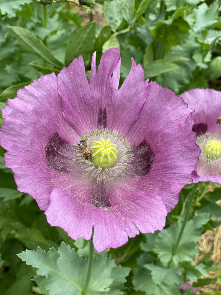 opium plant seeds for sale 'Wild Dreams Breadseed' Poppy Mix