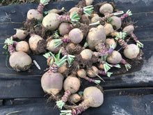 'Rutabangin' Rutabaga Grex