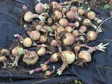 'Rutabangin' Rutabaga Grex