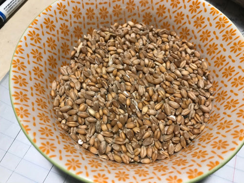 'Halychanka' (Red Fife) Wheat