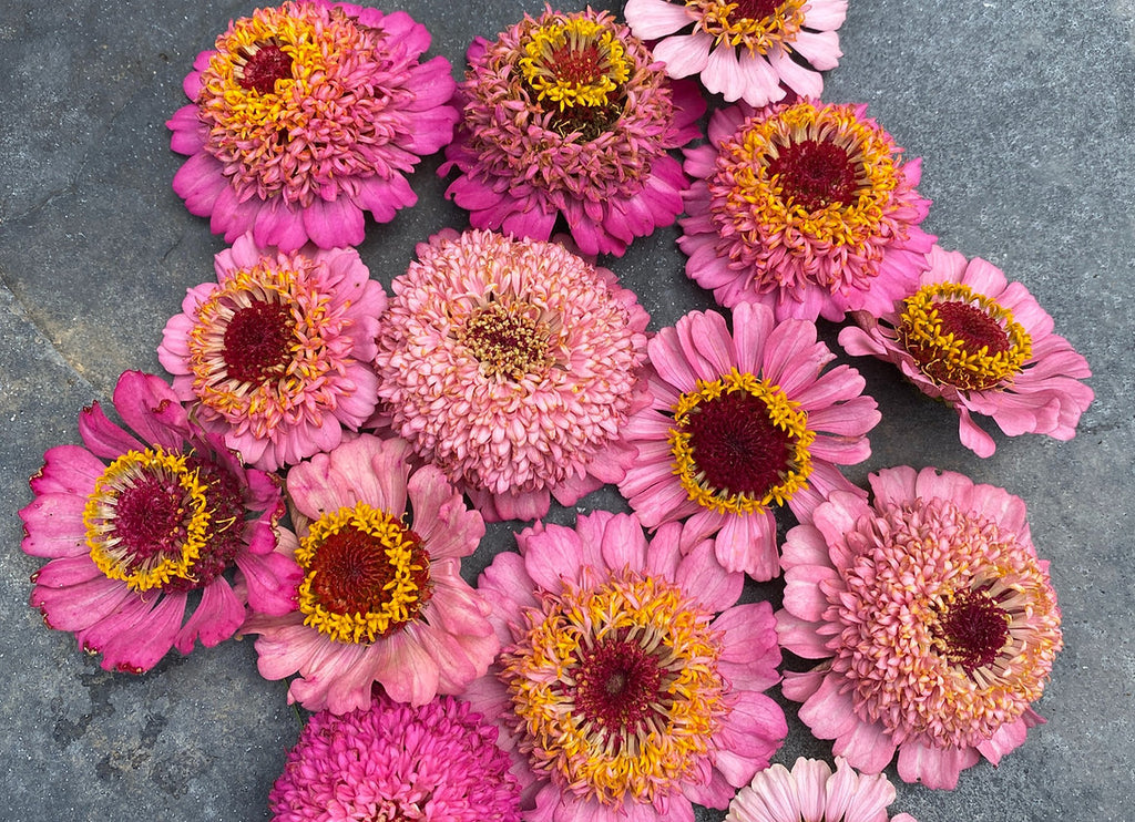 Rosy Pink Blush Mix' Zinnia – Experimental Farm Network Seed Store