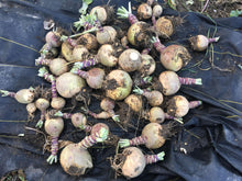 'Rutabangin' Rutabaga Grex