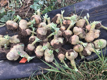 'Rutabangin' Rutabaga Grex