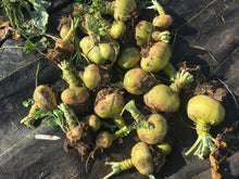 'Rutabangin' Rutabaga Grex