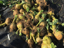 'Rutabangin' Rutabaga Grex