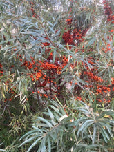 Moldovan Sea Buckthorn