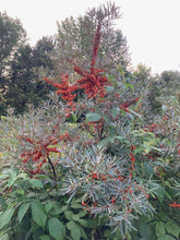 Moldovan Sea Buckthorn