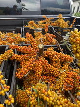 Moldovan Sea Buckthorn