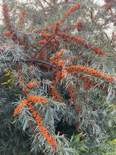 Moldovan Sea Buckthorn