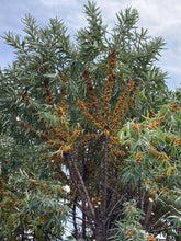 Moldovan Sea Buckthorn