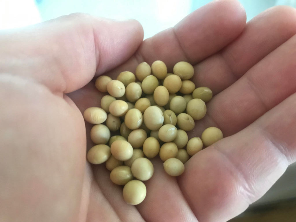 Soymeソンメ Shinonome' Soybean – Experimental Farm Network Seed Store