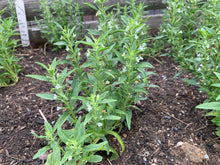 'Voronezh' Dragon's Head