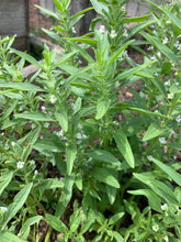 'Voronezh' Dragon's Head