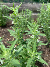 'Voronezh' Dragon's Head