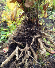 Skirret