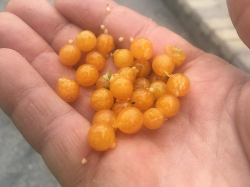 Golden Pearls (Solanum villosum)