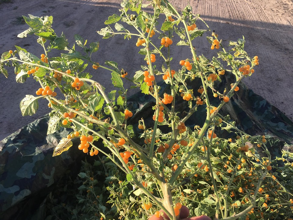 pearl plant seeds Golden Pearls (Solanum villosum) – Experimental Farm Network Seed Store