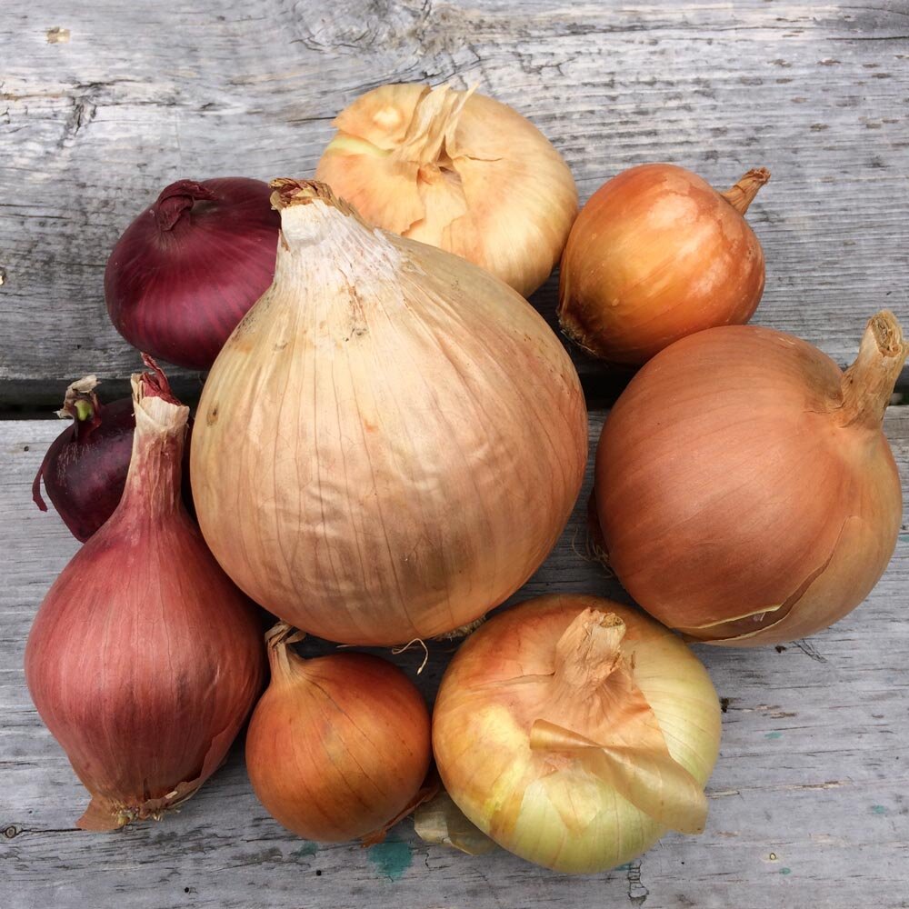 Storage Onion Wide Cross Mix F3 – Experimental Farm Network Seed Store