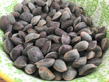 Sugar Pine (Blister Rust Resistant)