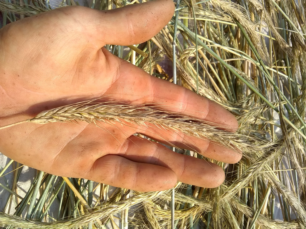 'Svedjerug' Rye Experimental Farm Network Seed Store