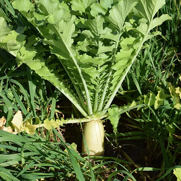 'Tapmaster' Daikon Radish Cover Crop Experimental Farm Network Seed Store