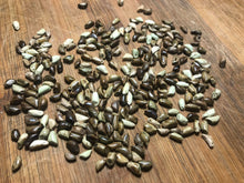 Teosinte