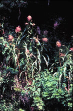 Teosinte