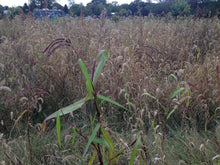 Teosinte