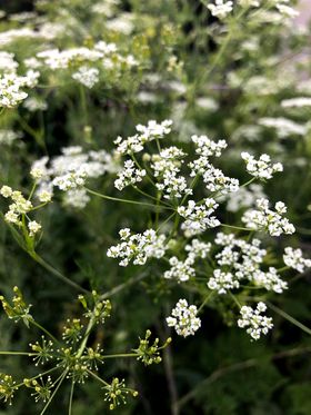 turnip seed flower Polish Turnip-Rooted Chervil – Experimental Farm Network Seed Store