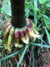 'Gigante Hominy' Self-Feeding Corn Grex