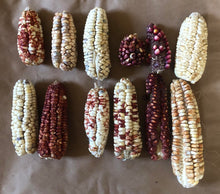 'Gigante Hominy' Self-Feeding Corn Grex
