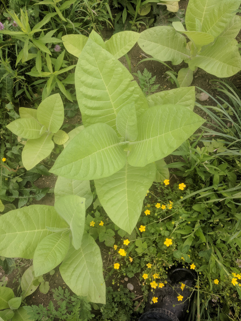 Virginia Smoking' Tobacco – Experimental Farm Network Seed Store