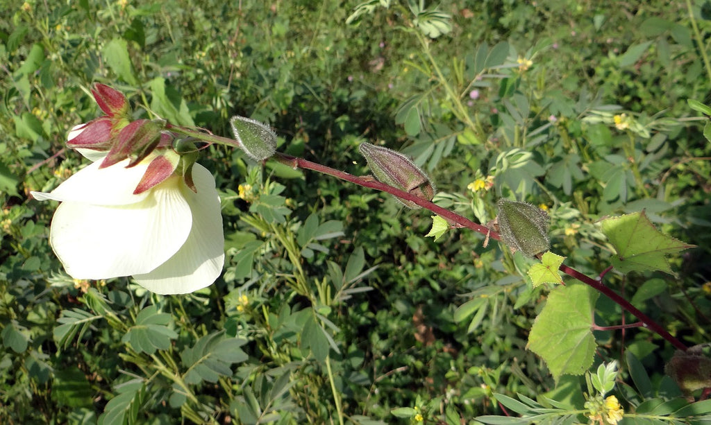 silk flower seeds Korean Silkflower – Experimental Farm Network Seed Store