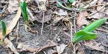 Wild Ramps (SE Pennsylvania Ecotype)