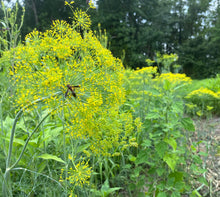 Ukrainian Dill