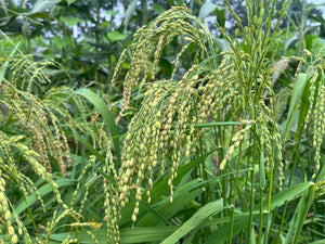 Cho-Seun Zo-Saeng' Upland Rice (Korean) – Experimental Farm Network Seed  Store