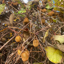 Finn's Fruitful Vancouver Kiwi