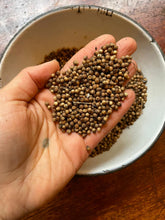 'Abu Al-Rub' Coriander (Palestine)