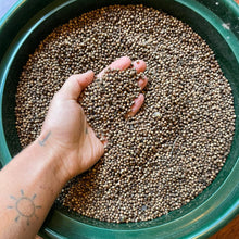 'Abu Al-Rub' Coriander (Palestine)