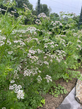'Abu Al-Rub' Coriander (Palestine)