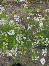 'Abu Al-Rub' Coriander (Palestine)