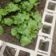 'Miss Gladys McGee's Turnip' Rutabaga-Turnip