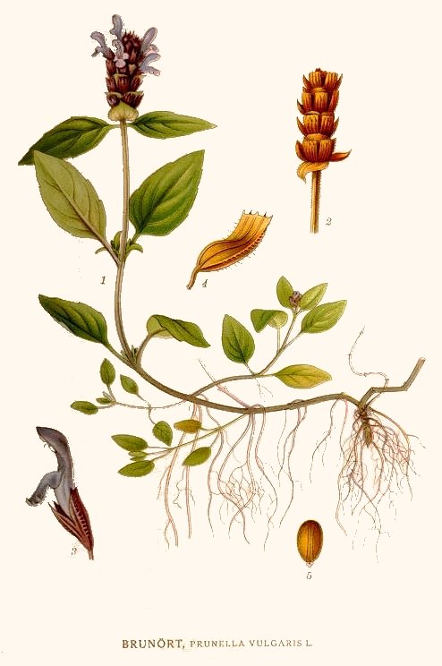 self heal plant seeds Self-Heal – Experimental Farm Network Seed Store