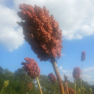 'Nebur Der' Sorghum